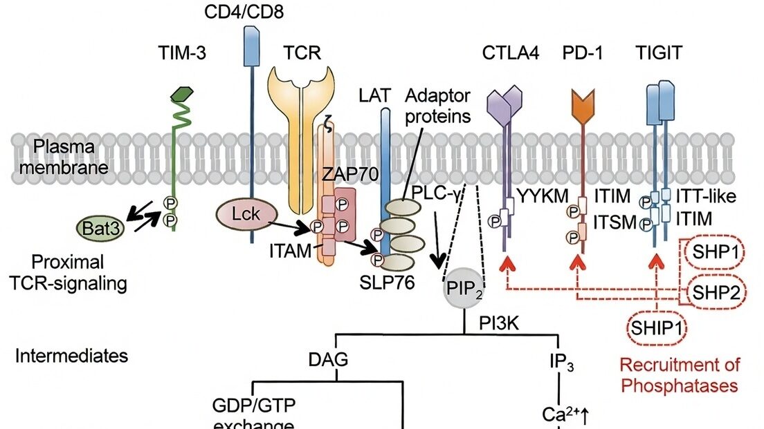 Inhibitory Signaling Pathways, banner